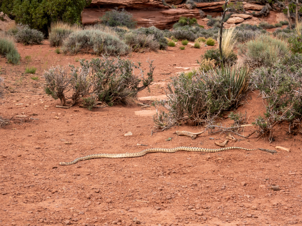 Zum Schluss kreuzt noch eine Kings Snake (Gopher Snake ) unseren Weg am Ende der Wanderung durch den Island in the Sky NP