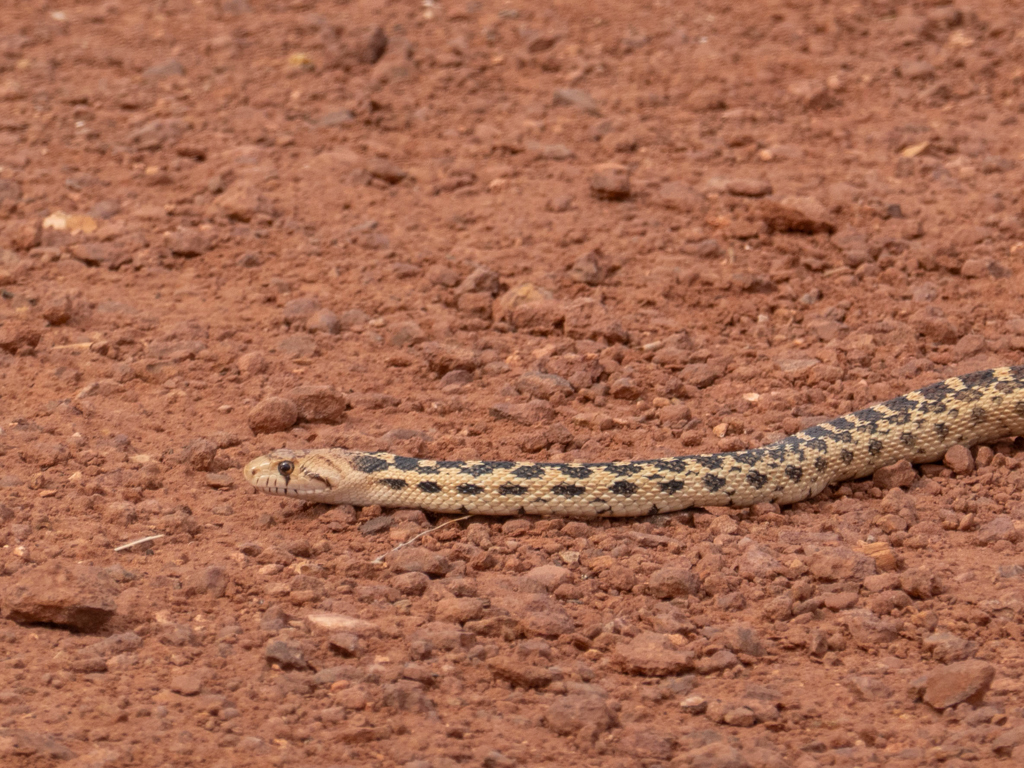 Zum Schluss kreuzt noch eine Kings Snake (Gopher Snake ) unseren Weg am Ende der Wanderung durch den Island in the Sky NP