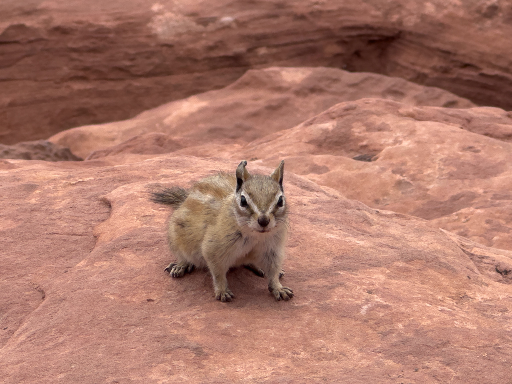 Ein mutiges kleines Squirrel turnt auf der Suche nach Futter um uns herum