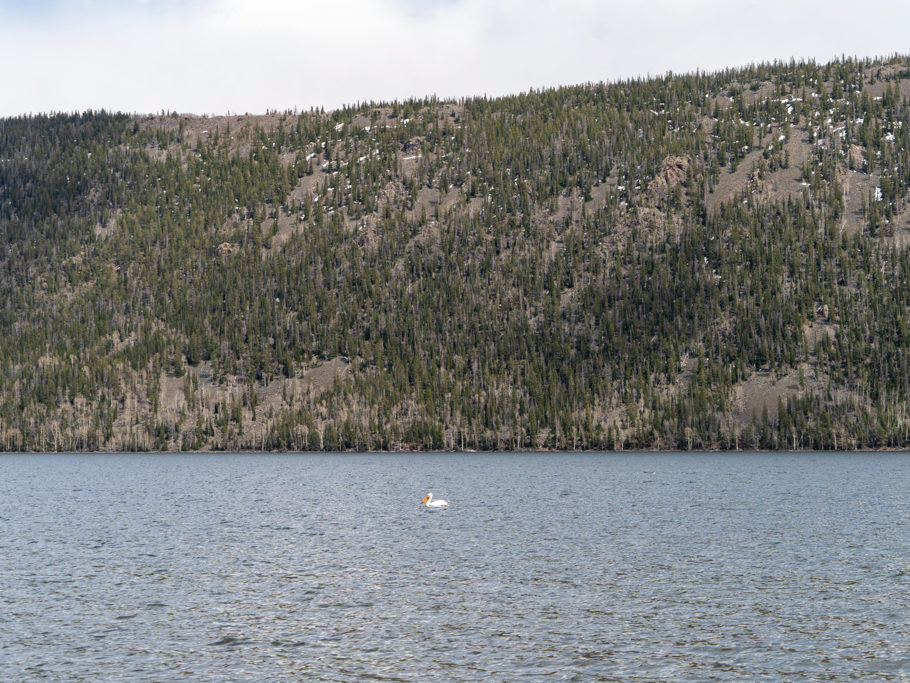 Ein einsamer weisser Pelikan auf dem noch eisig kalten Fish Lake