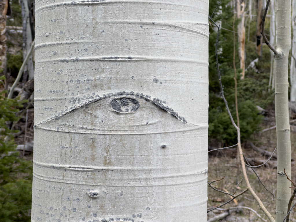 Der magische Aspen Wald. Jeder Baum schaut dich mit seinen Augen an.