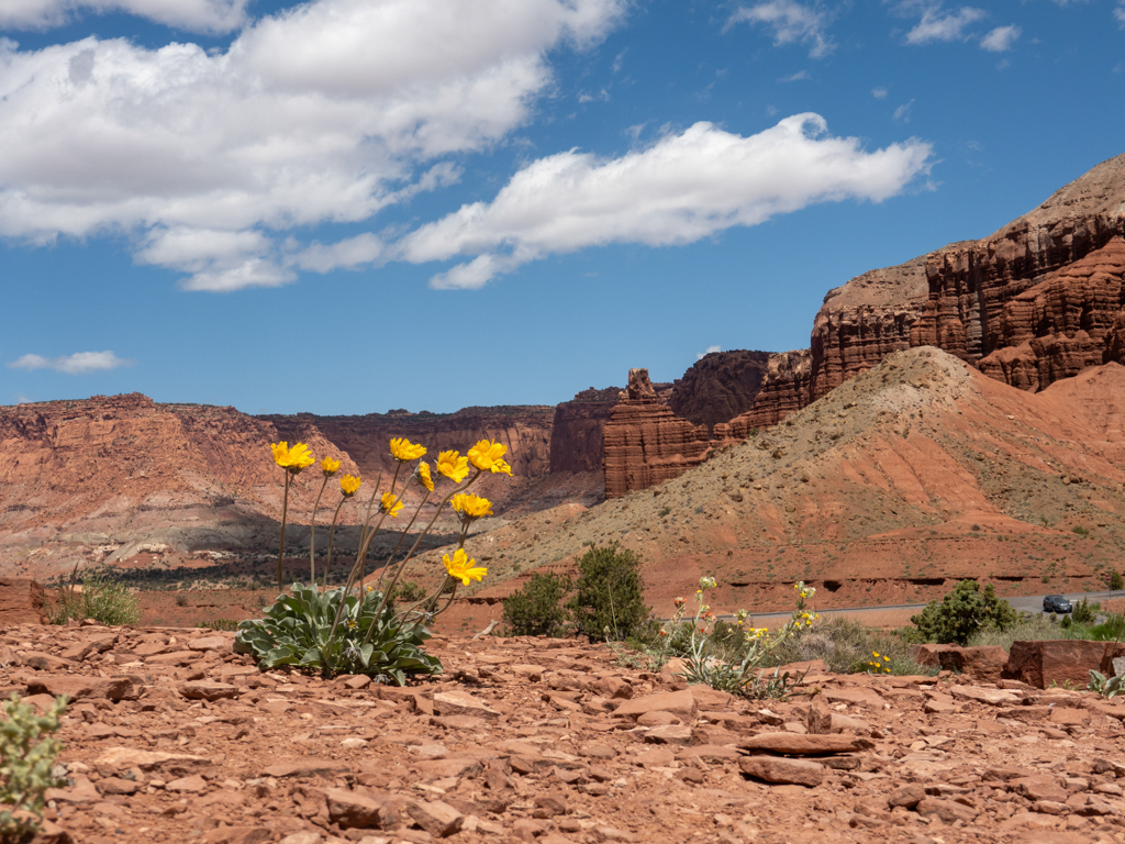 Ein paar blühende Blumen in dieser trockenen Landschaft