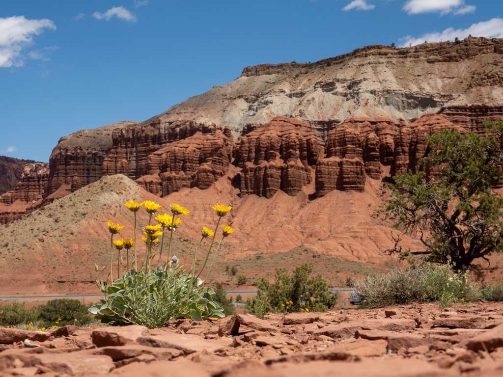 Ein paar blühende Blumen in dieser trockenen Landschaft