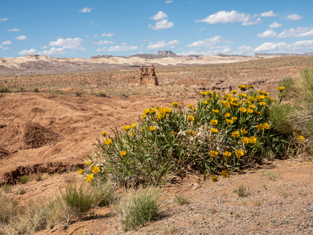 vorne fast ein Beet blühender Blumen. Dahinter die drei Schwesrtern im Goblin Valley State Park