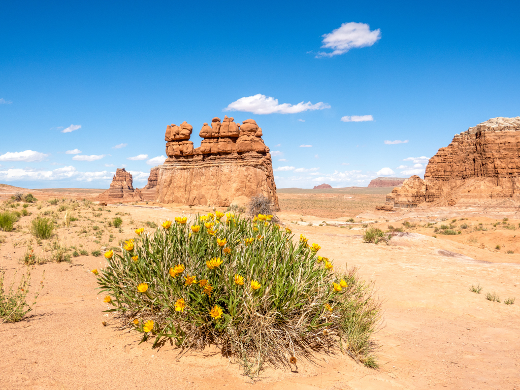 vorne fast ein Beet blühender Blumen. 5 Goblins mit Landschaft im Goblin Valley State Park
