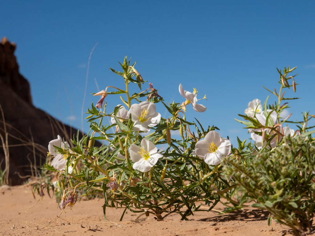 Eine Nachtkerzen-Art: Desert evening primrose - Oenothera caespitosa