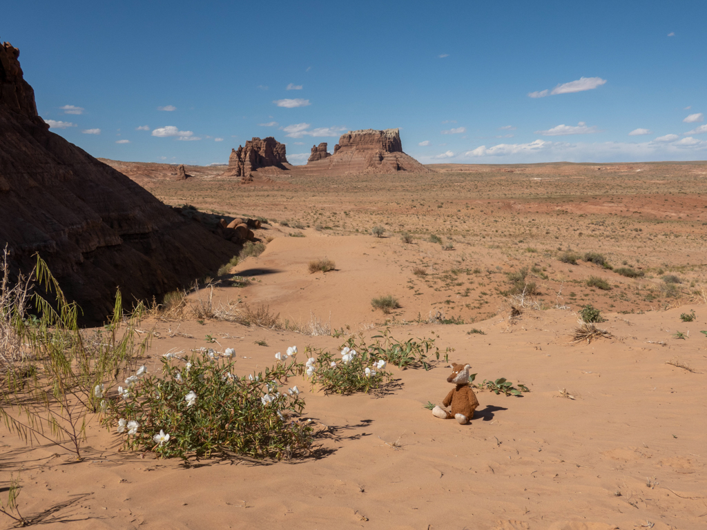 Ein paar blühende Blumen in dieser trockenen Landschaft