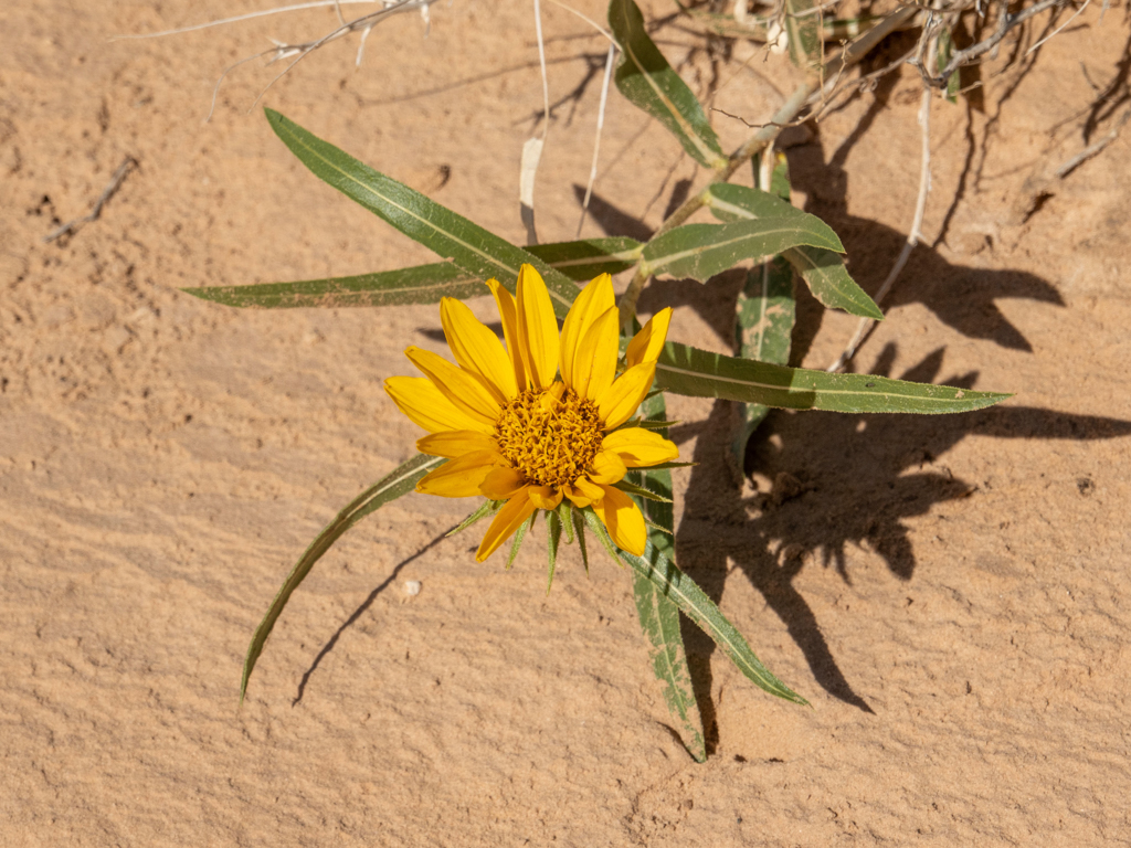 Ein paar kleine blühenden Blumen hier in dieser trockenen Landschaft, Badlands mule-ears - Scabrethia scabra