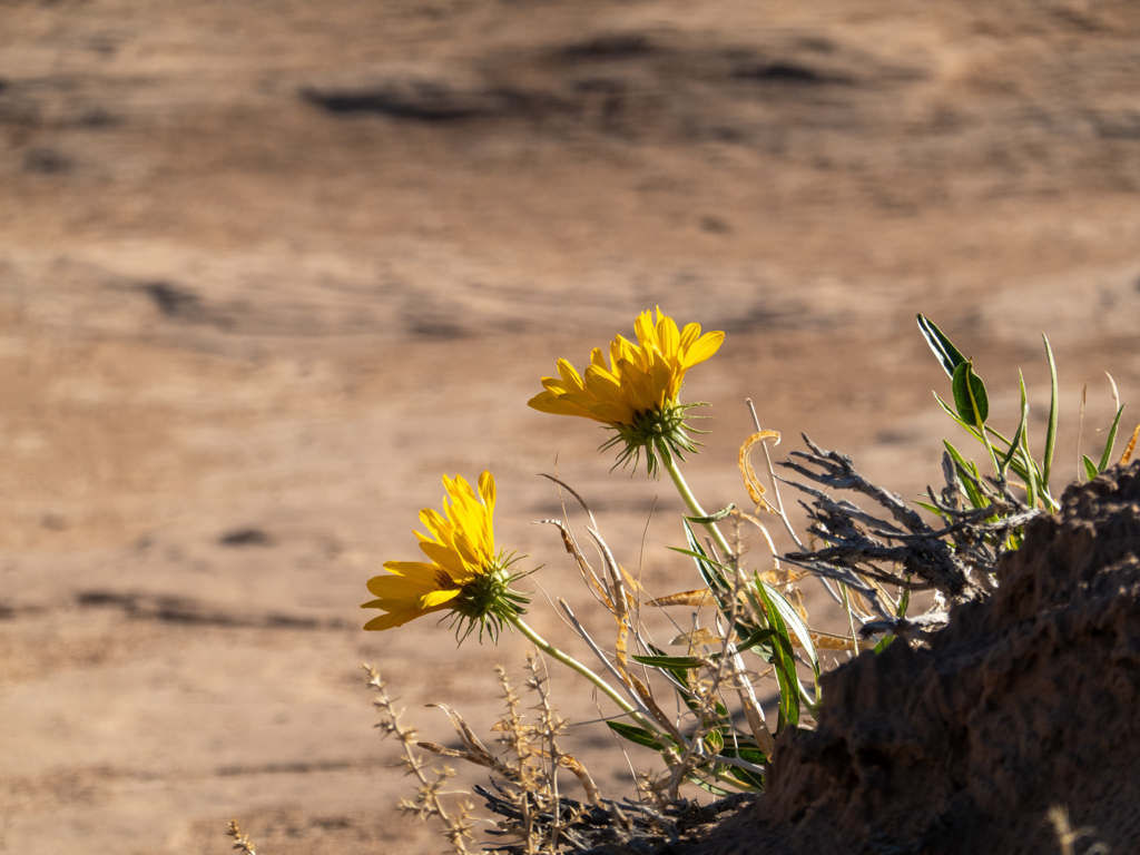 Ein kleiner gelber Farbtupfer in dieser trockenen Landschaft im Goblin NP, Badlands mule-ears - Scabrethia scabra