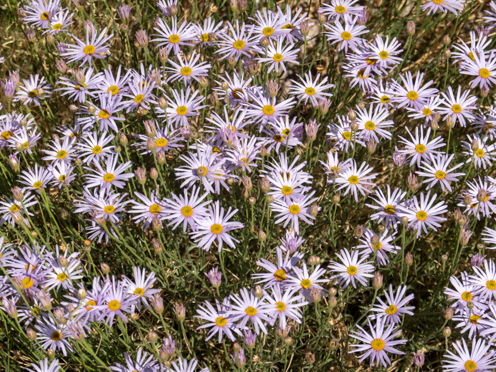 Ein strauchiger, violett blühender Korbblütler - Felicia filifolia?