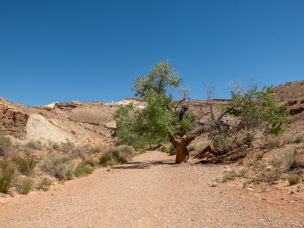 Grosse alte grüne Bäume am Anfang vom Little Wilde Horse Canyon