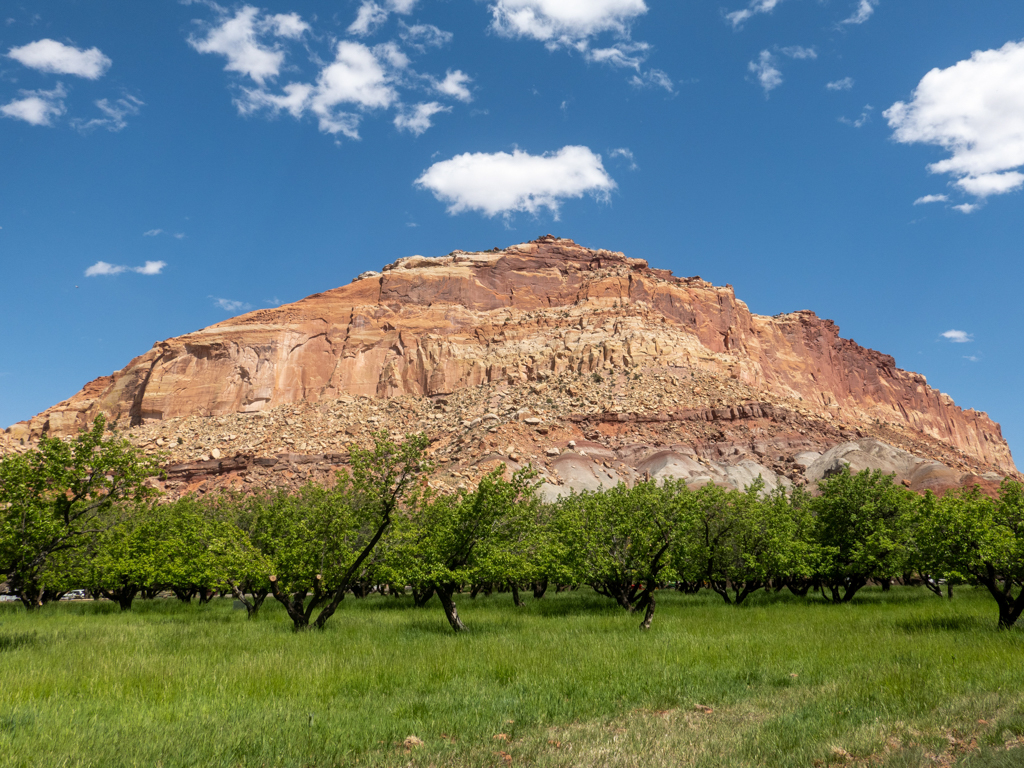 Vorne ein paar Obstbäume im Fruita Campground im Capitol Reef