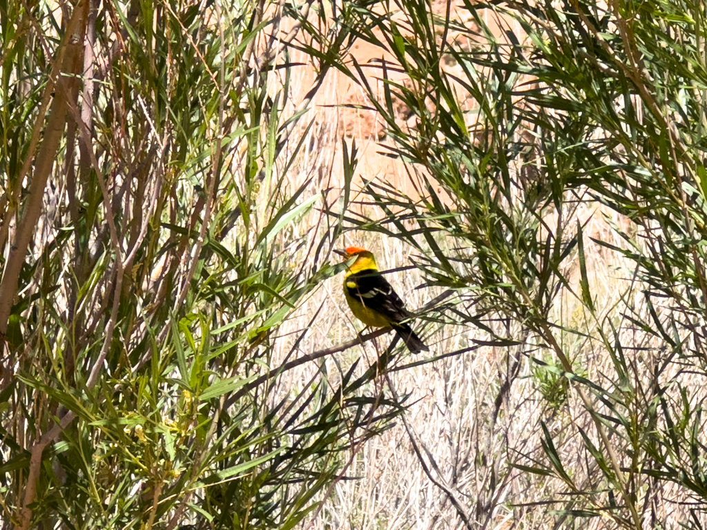 Ein Sperlingsvogel, Kardinal?