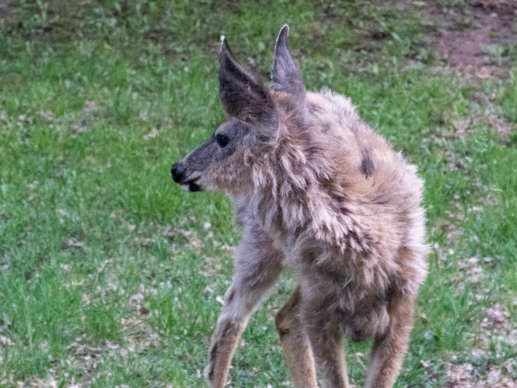 Das kleine Reh mit Winterfell ist auf Futtersuche hier im Campground