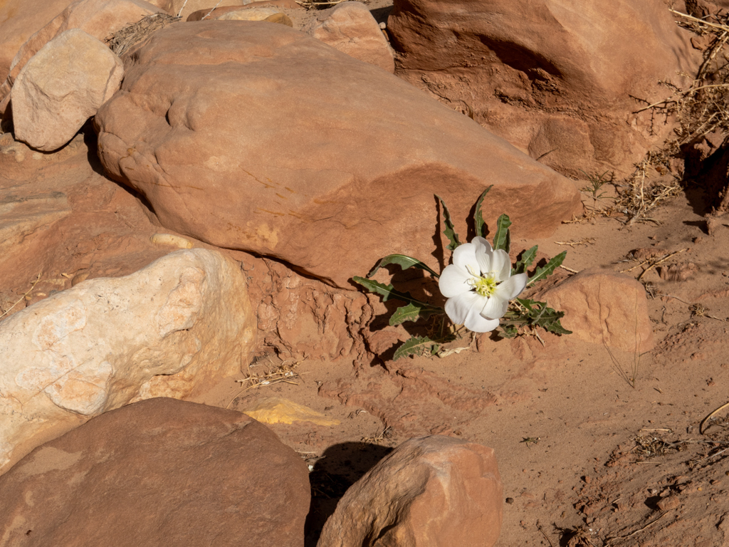 Eine Nachtkerzen-Art: Desert evening primrose - Oenothera caespitosa