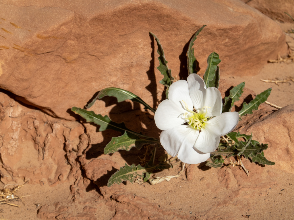 Eine Nachtkerzen-Art: Desert evening primrose - Oenothera caespitosa