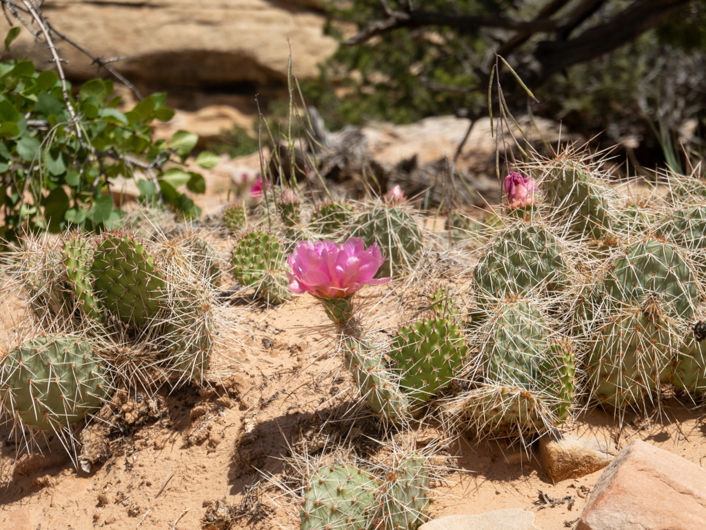 Ein kleiner blühender Opuntia Kaktus - Opuntia polyacantha