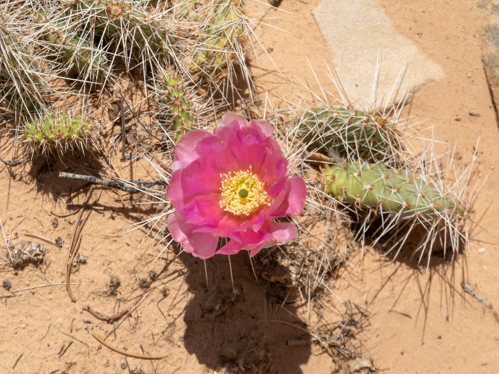 Ein kleiner blühender Opuntia Kaktus - Opuntia polyacantha