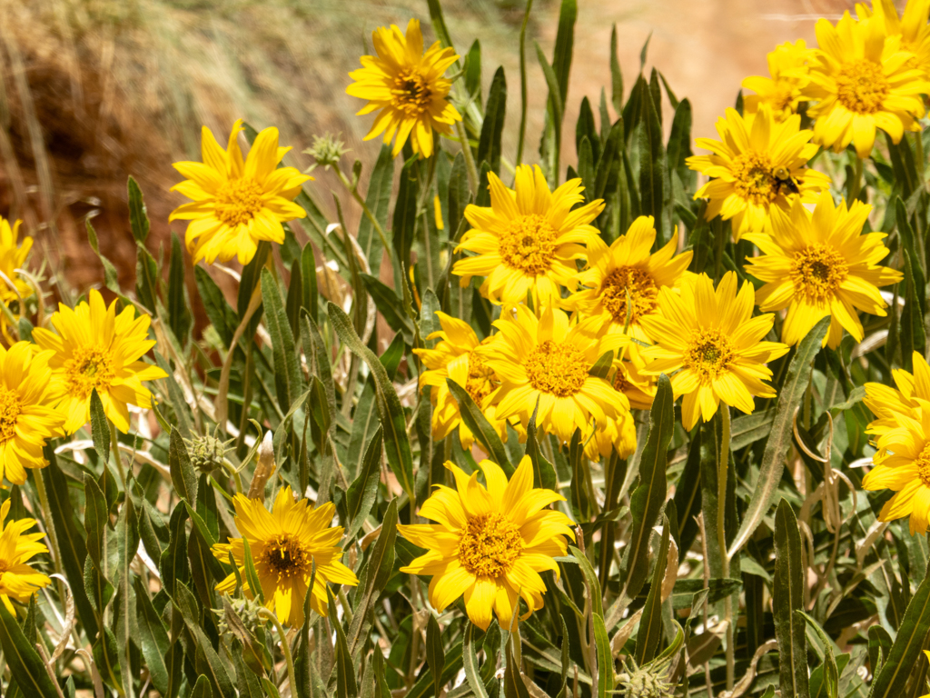 Blühende gelbe Farbtupfer am Boden des Grand Wash: Badlands mule-ears - Scabrethia scabra