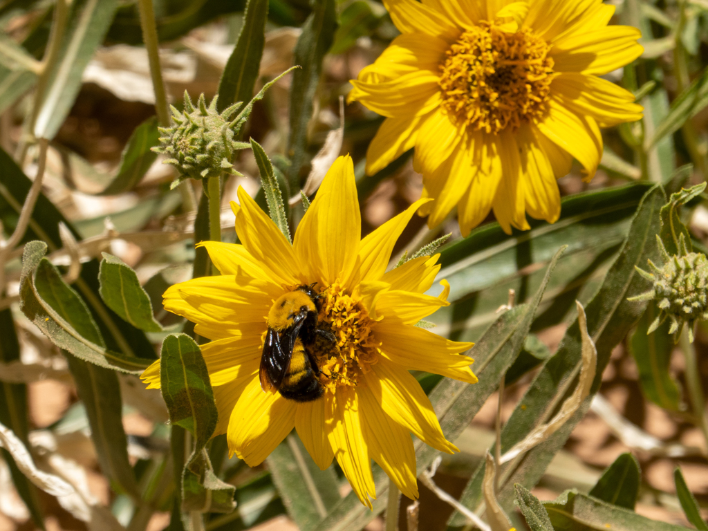 Blühende gelbe Farbtupfer am Boden des Grand Wash an denen sich Bienen laben