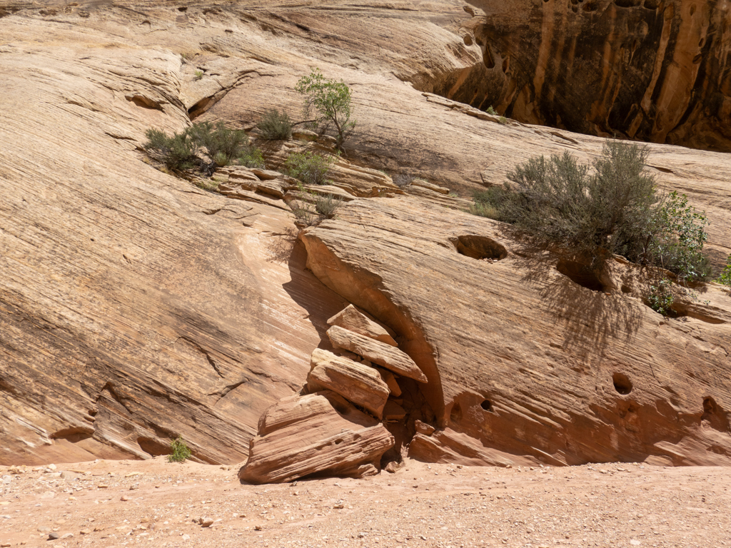 Glattgeschmirgelte Felswände im Grand Wash aus denen Leben erblüht