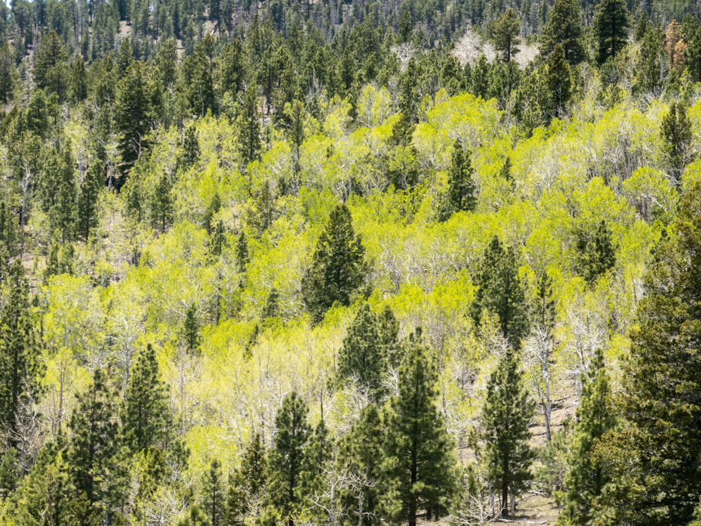 Zart grün blühende Aspen in mitten der kräftigen Pinien