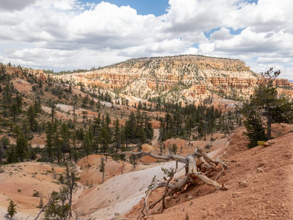 Ein rot weisses Farbenmeer an Gesteinsschichten in der teilweise grünen Landschaft des Bryce Canyon