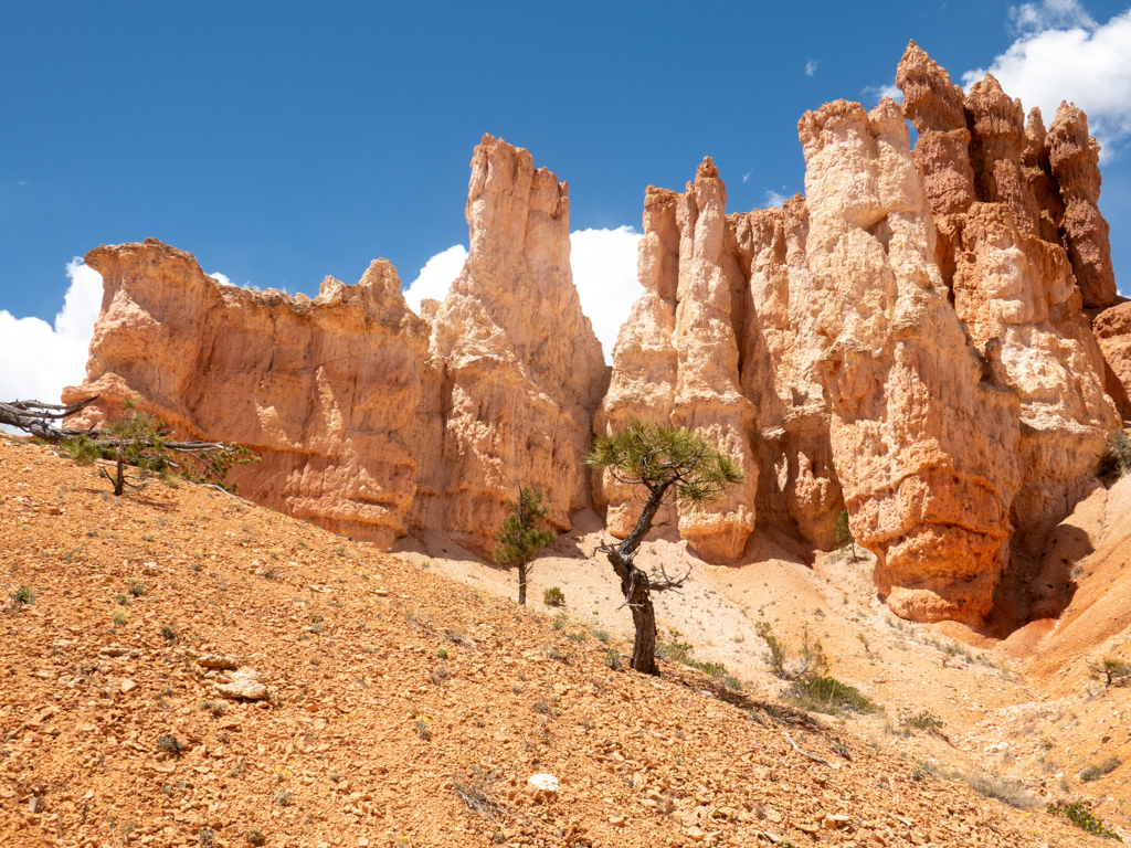 Ein doch grün blühender einsamer Wacholderbaum vor den mächtigen Gesteinssäulen im Bryce Canyon