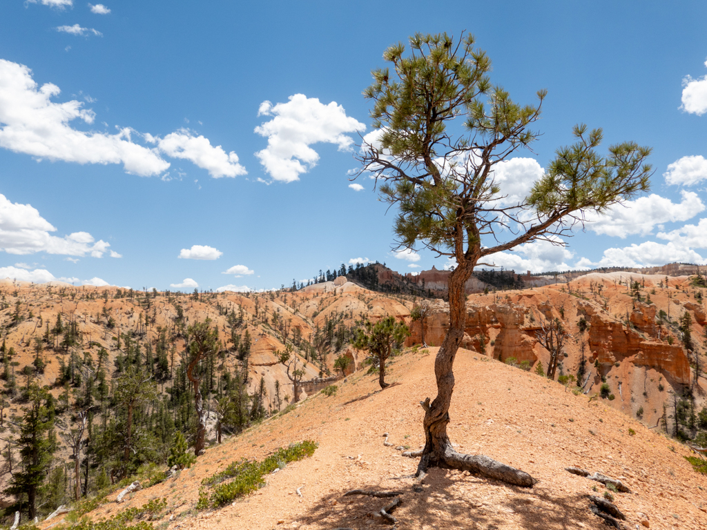 Ein einsamer Wachholderbaum strotzt der Landschaft im Bryce Canyon