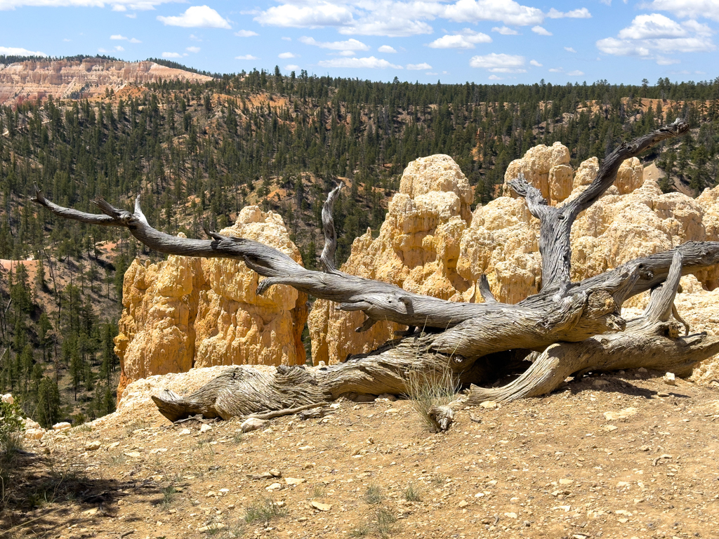 Ein toter gezwirbelter Wacholderbaum als Wegbegrenzung im Bryce Canyon