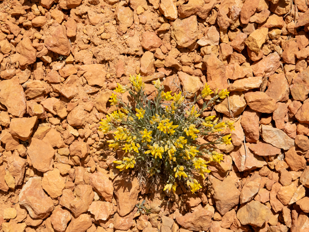 Fendler's Bladderpod - Physaria fendleri