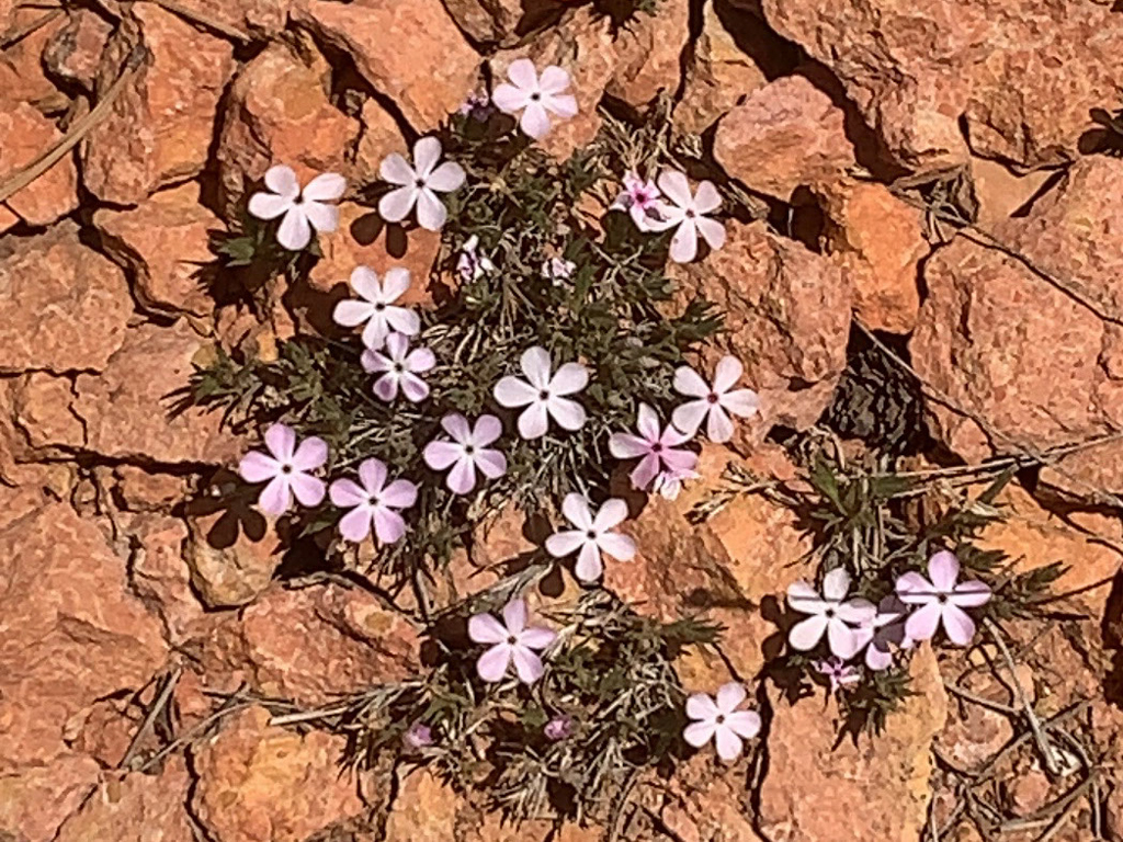 Mountain Phlox - Phlox austromontana