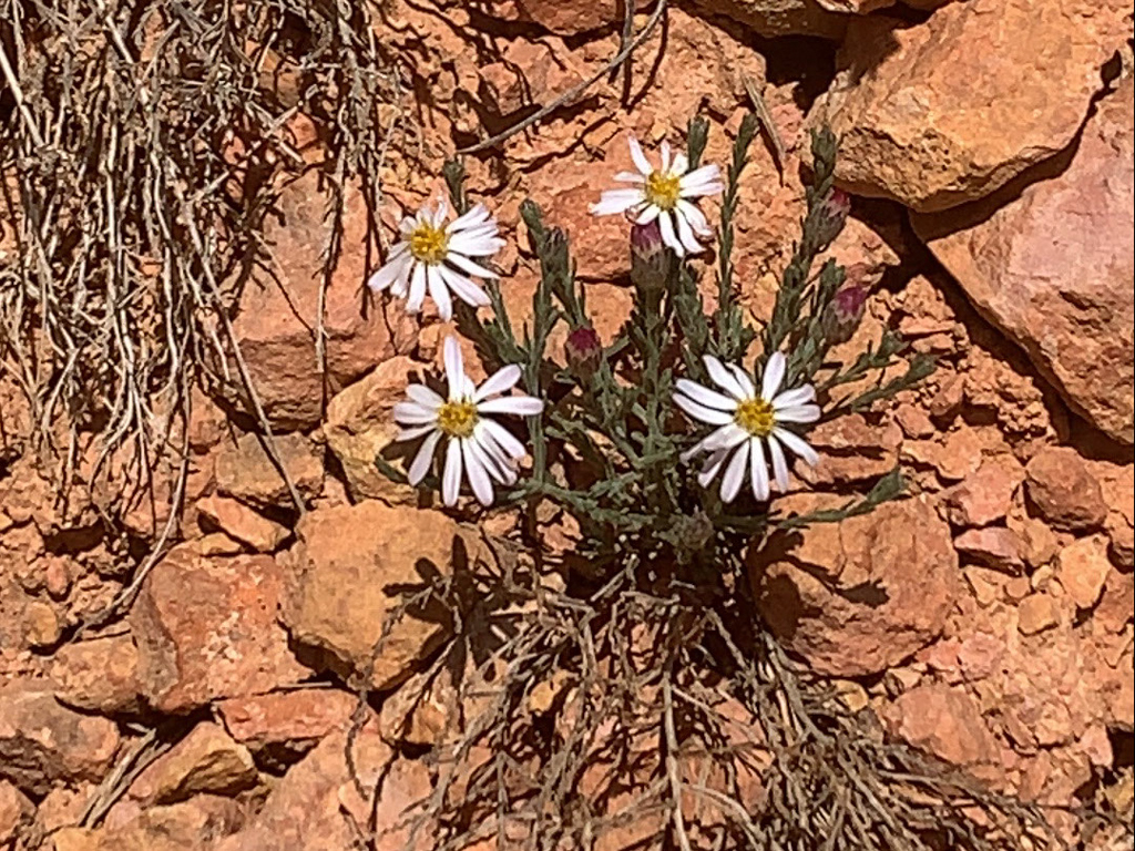 Rose Heath - Chaetopappa ericoides