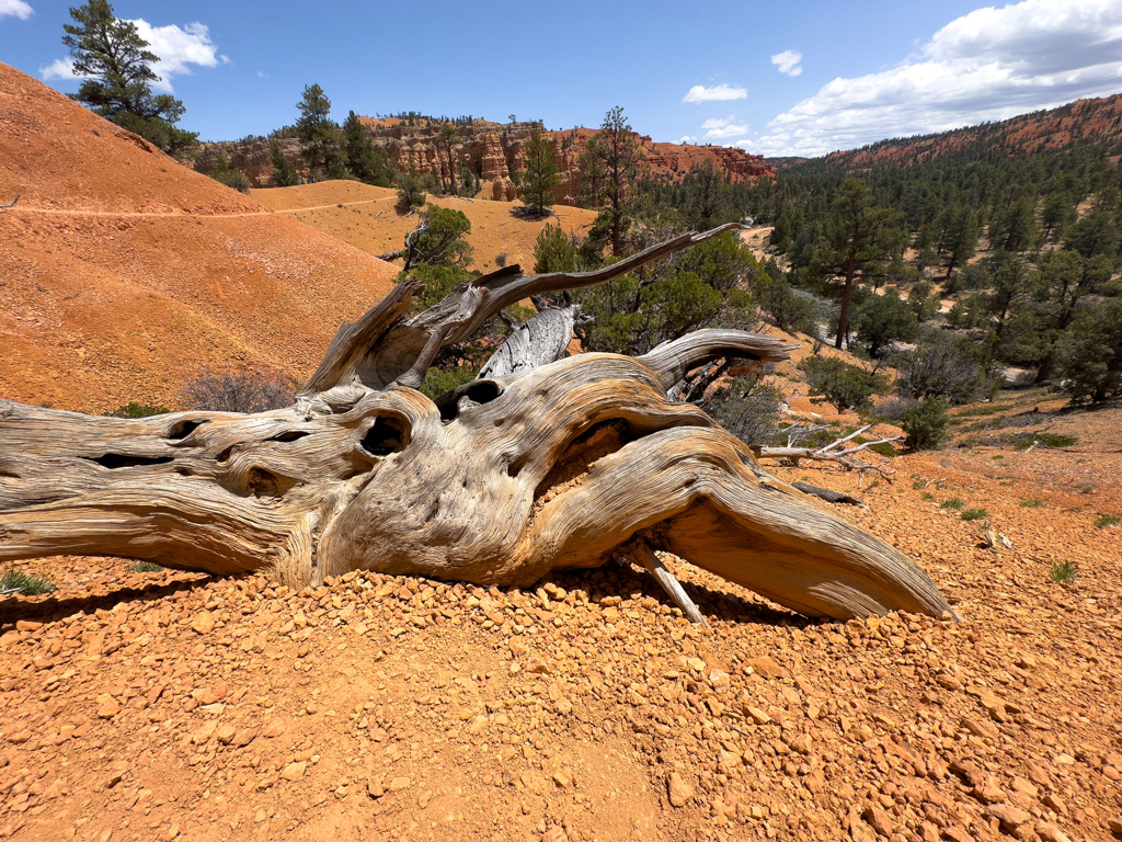 Auf der Wanderung durch den Red Canyon ein toter Wacholderbaum