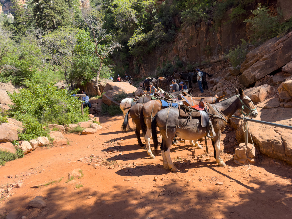 Maultiere rasten beim Supai Tunnel vor dem Aufstieg zurück auf dem North Rim des Grand Canyons