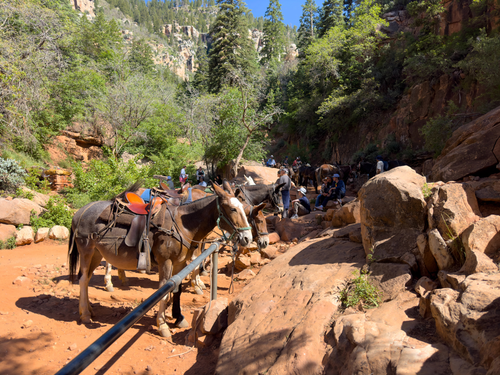 Maultiere rasten beim Supai Tunnel vor dem Aufstieg zurück auf dem North Rim des Grand Canyons