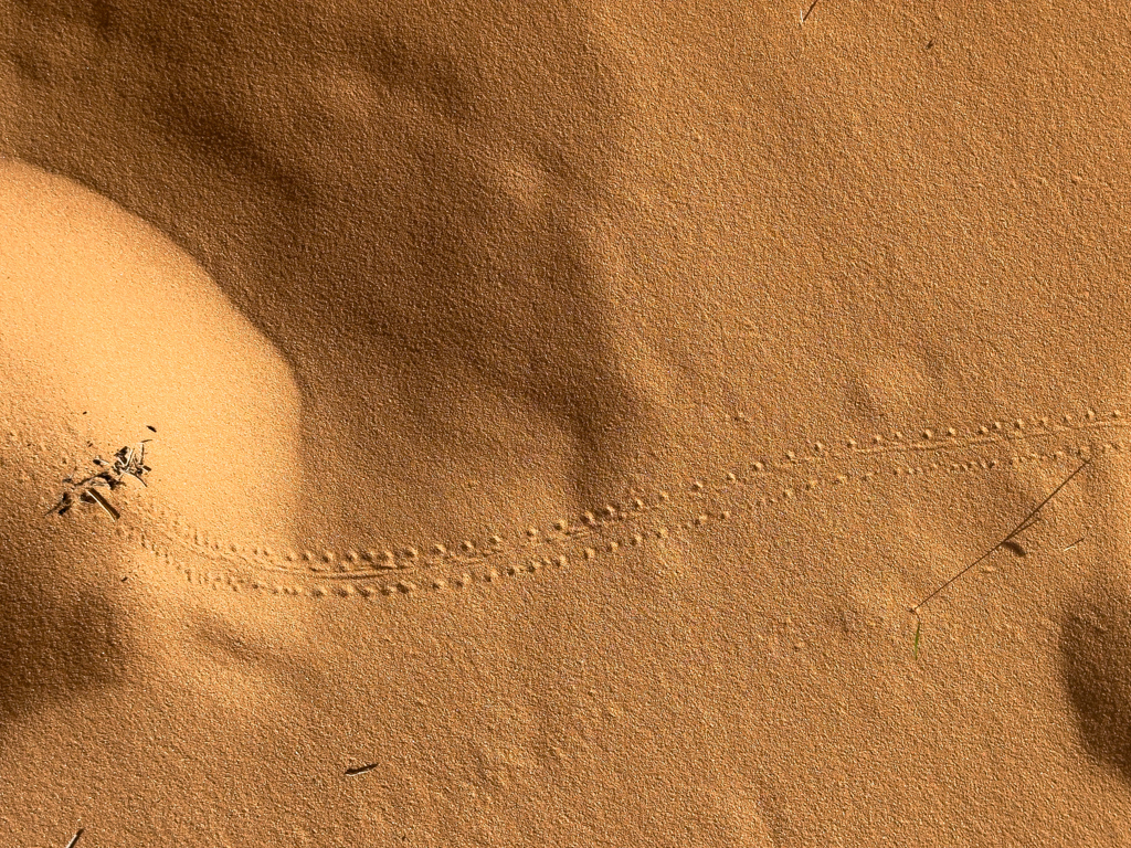 Auch hier: Die Wüste lebt. Nächtliche Spuren einer kleinen Eidechse im Sand