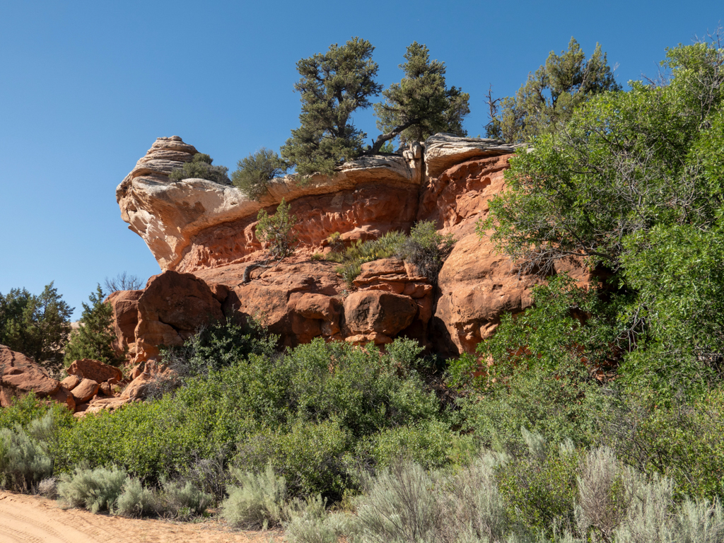 Schöne "Gärten" an den Felsformationen im Kanab Creek Canyon