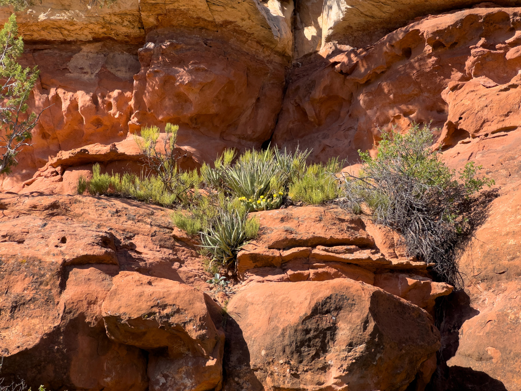 Schöne "Gärten" an den Felsformationen im Kanab Creek Canyon