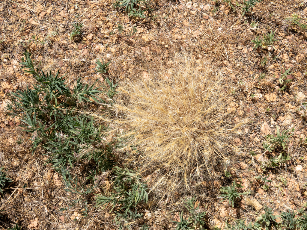 trockenes Puschelgrass in einer trockenen Landschaft