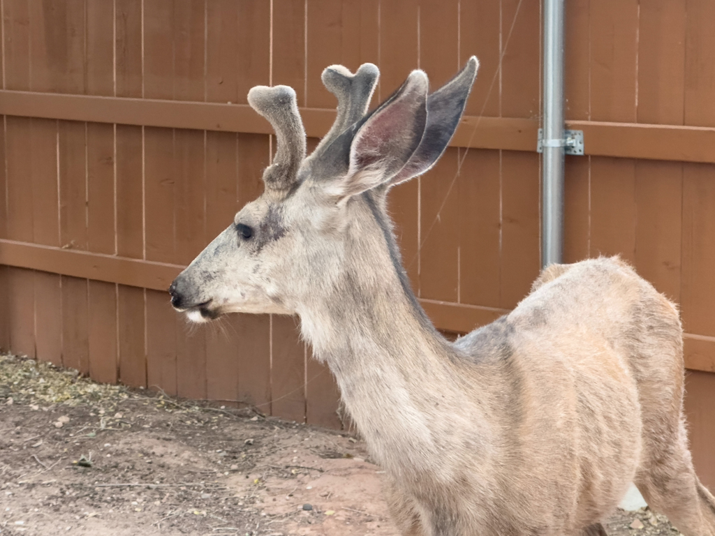 Ein sehr magerer Rehbock ist im Campground immer wieder auf Futtersuche unterwegs