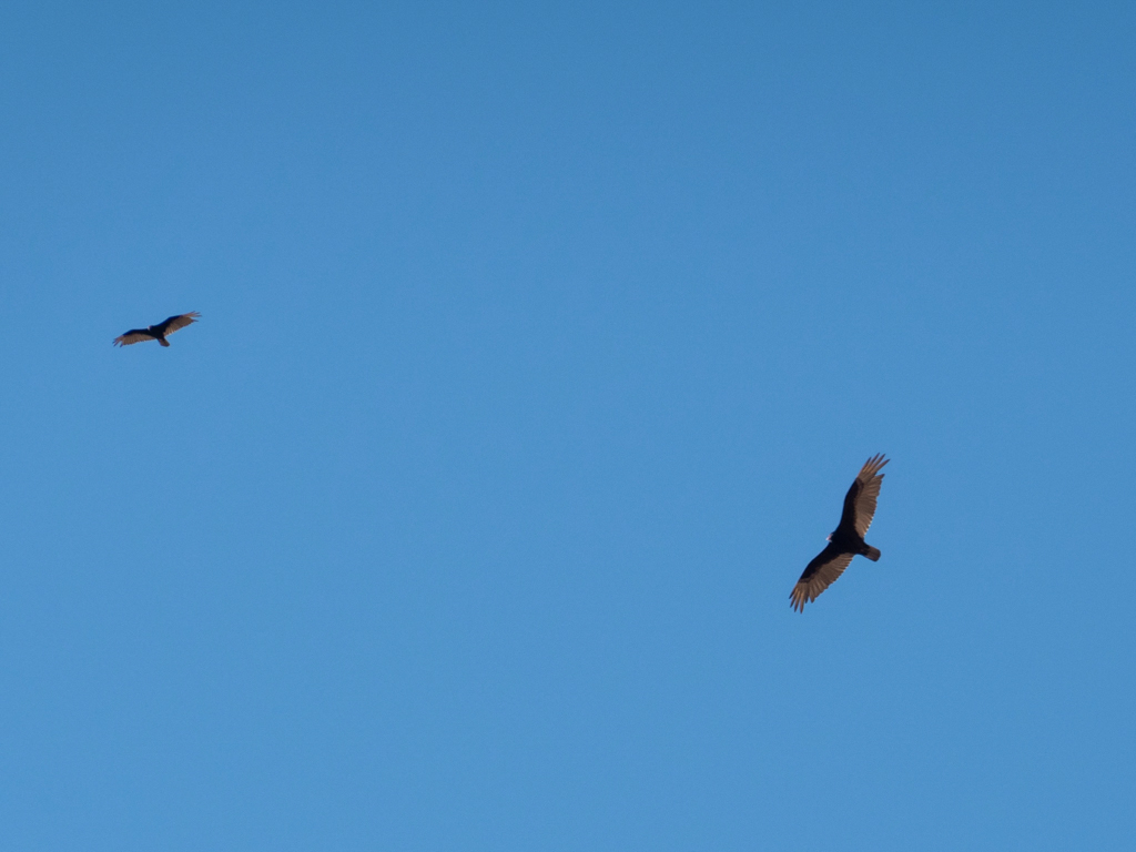 Ein paar Raubvögel kreisen über dem in der Luft