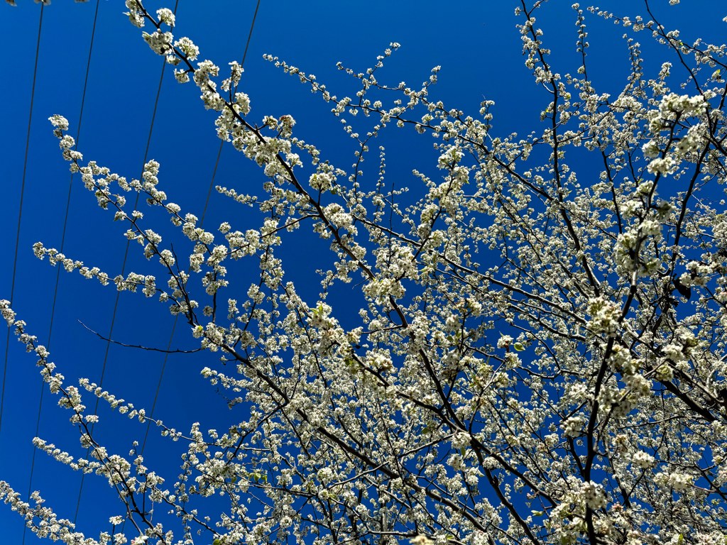 Der Frühling naht: Eine wilde Birne blüht in voller Pracht
