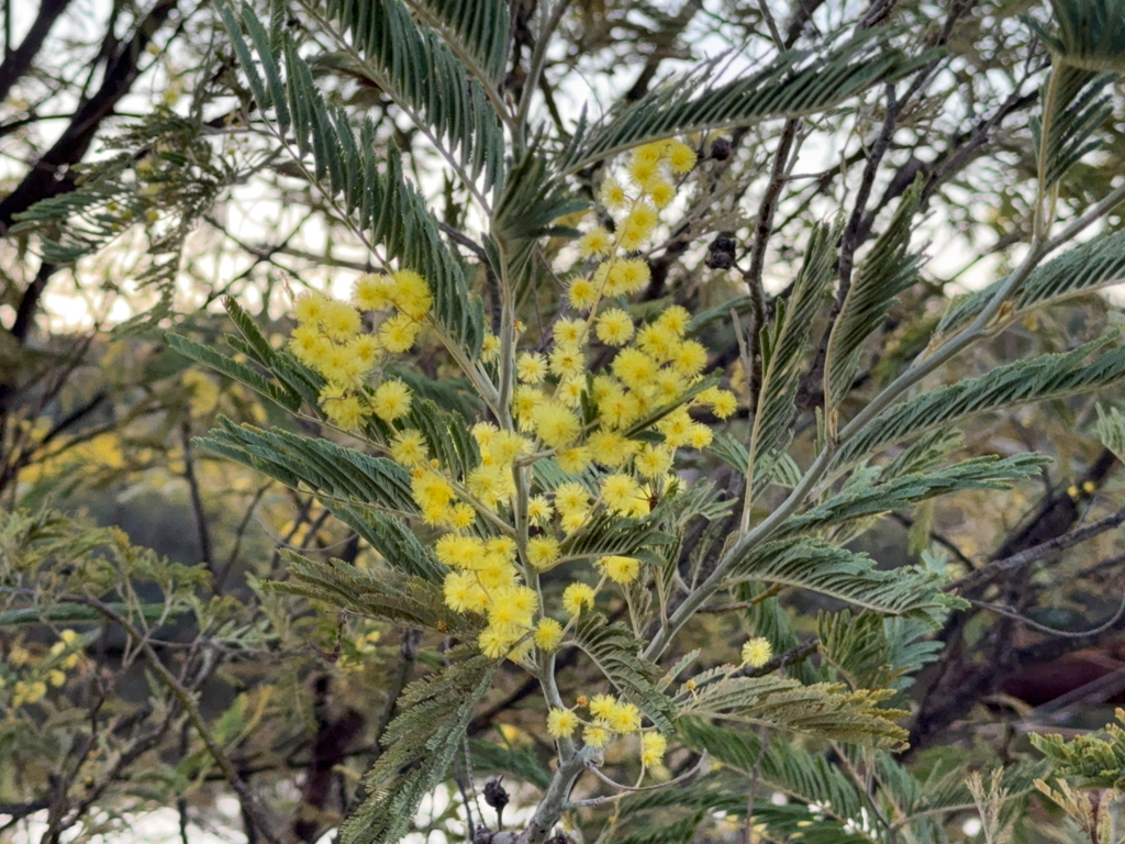 Wattle, falsche Mimose