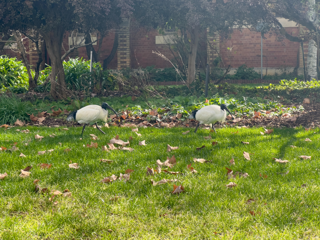 Mitten in Wangarattas Stadtpark: Zwei Molukkenibis sind auf Nahrungssuche