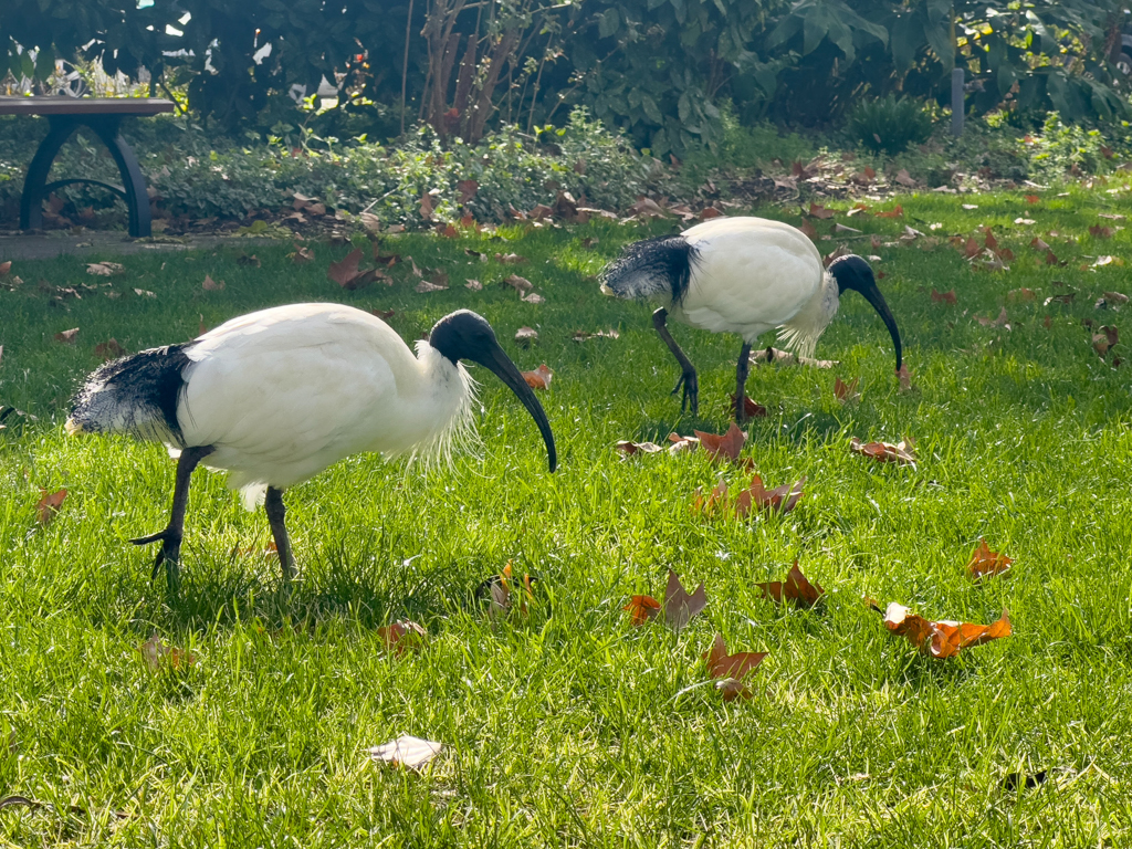 Mitten in Wangarattas Stadtpark: Zwei Molukkenibis sind auf Nahrungssuche