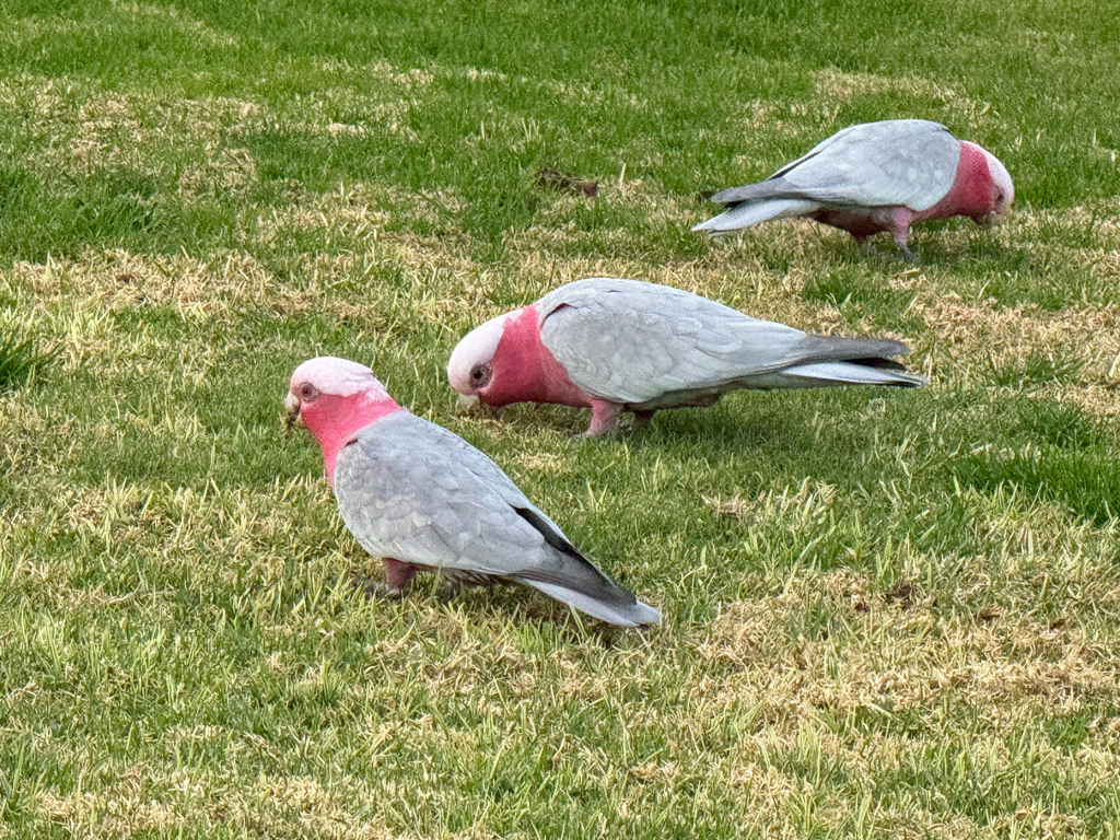 Mitten in Wangarattas Stadtpark: 3 Roskakadus. In Australien auch als Galah bekannt