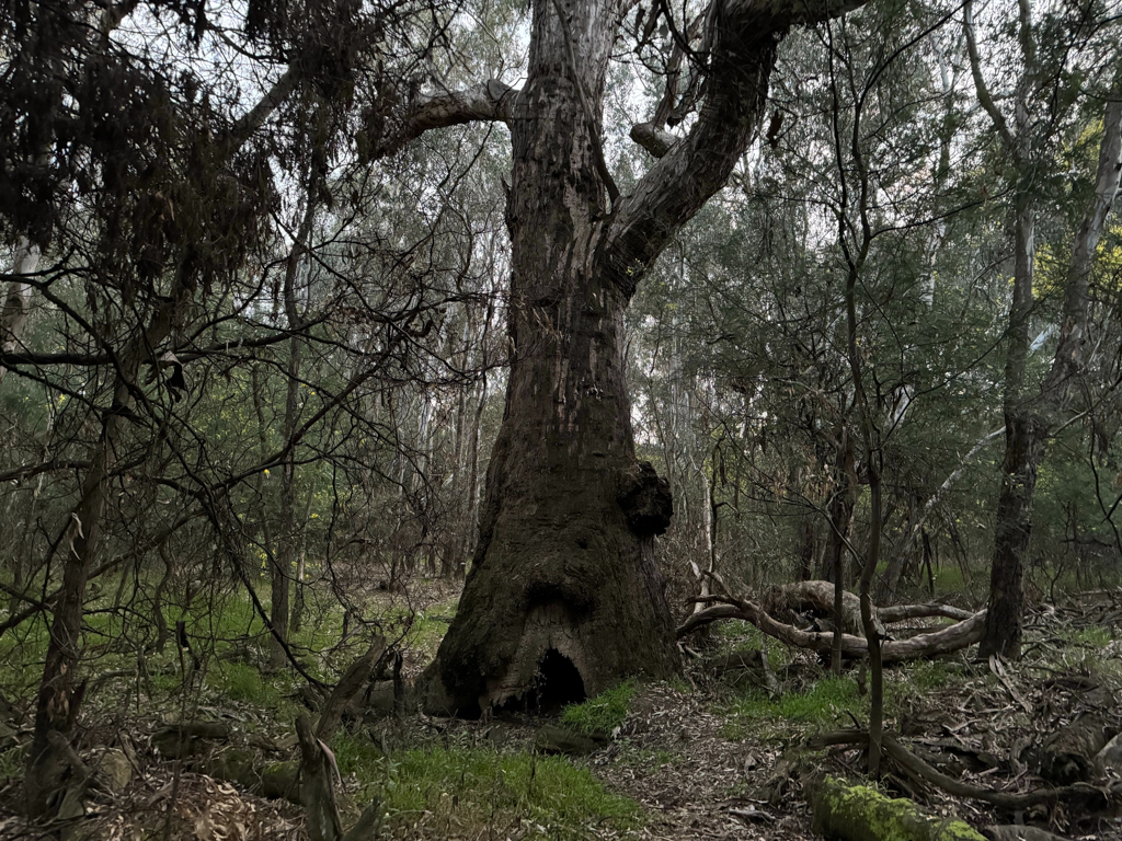 Nahe dem Owens River mitten in Wangaratta. Fast eine verwunschene und vergessene Welt....