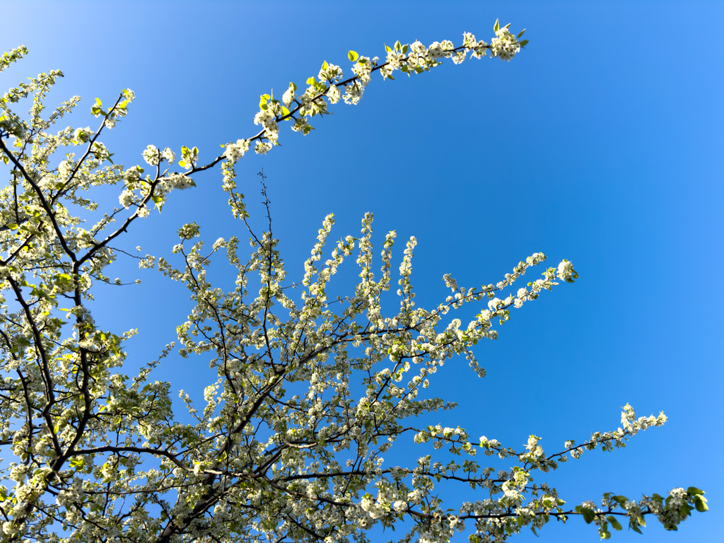 Blühender Obstbaum