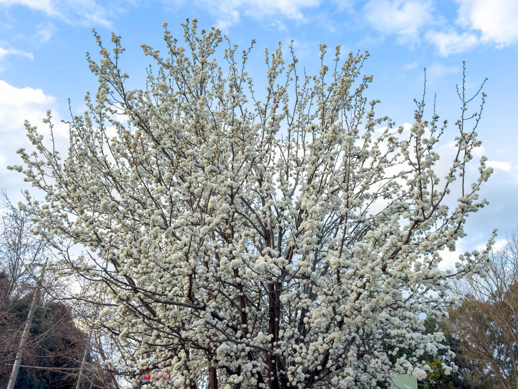 Frühling! Überall blühen die Bäume.